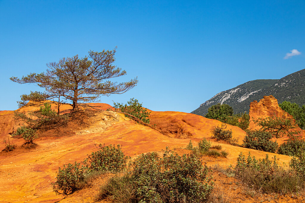 Colorado Provencal 08/21